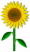 sonnenblume2